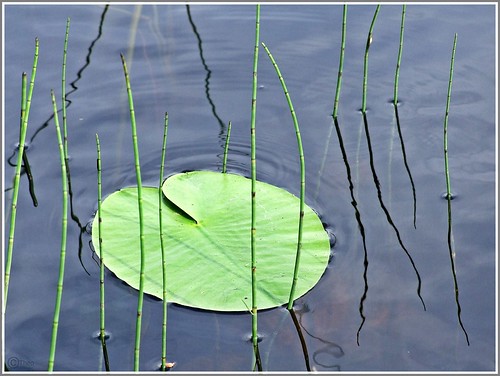 blue green water cane reflections shadows sweden stems summertime waterplant