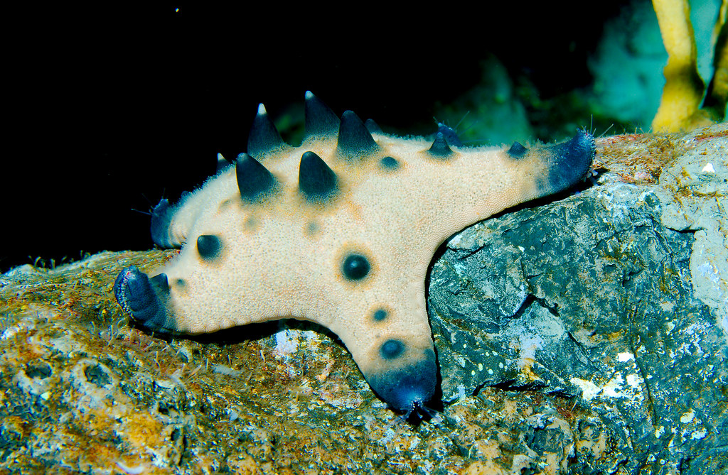 Chocolate Chip Sea Star (Protoreaster nodosus)_1