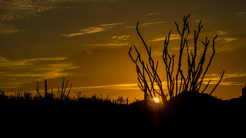 sunset arizona cactus usa tramonto unitedstates ocotillo ajo 2015 fouquieriasplendens organpipenationalmonument puertoblancodr