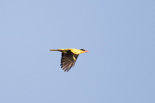 birds indonesia lewa sumba blacknapedoriole orioluschinensisbroderipii