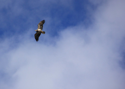blue sky brown white bird clouds fly eagle pennsylvania bald pa raptor immature soar tidioute