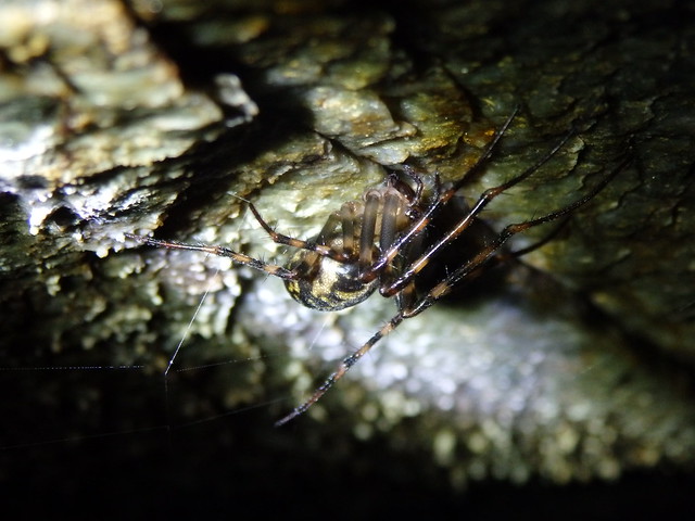cave spider linville gorge