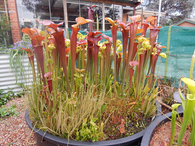 The 'red' Sarracenia flava bog garden