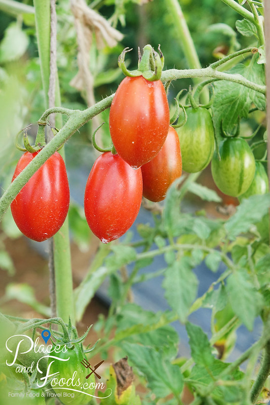singha park tomatoes