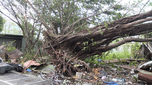 蘇迪勒颱風過境，全台超過3萬株樹木嚴重受損。攝影：陳忠峰、陳添寶、陳志昌、孟昭權。圖片來源：我們的島