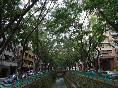台中市大容街綠色隧道，經過颱風折騰樹冠以稀疏，何須再修剪？圖片來源：台灣生態學會