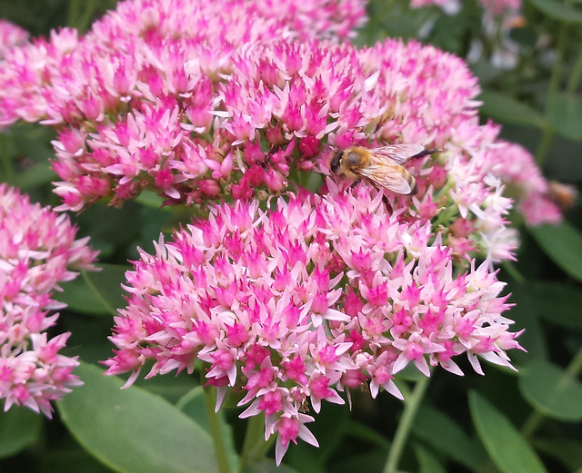 bright pink sedum flowers with a honeybee