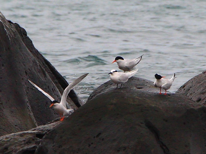 IMG_3328 紅燕鷗與蒼燕鷗 Roseate Terns and Black-naped Tern