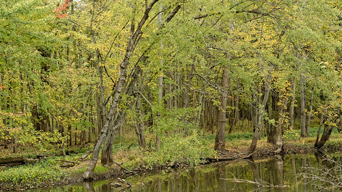 tree fall forest river woods nikon october swamp marsh bog v2 2015 2965 1v2 nikon1v2
