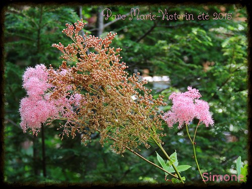 pink summer flower rose fleurs garden rouge soleil simone jardin été astilbes herberouge leparcmarievictorinàkingseyfall 20150926vacancesdété