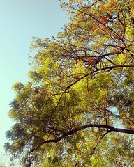 Tree and sky... #natureatitsbest #nature #tree #ahmedabad #ig_ahmedabad