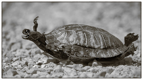 © illinois nikon turtle drseuss d800 casscounty meredosianationalwildliferefuge meredoisia