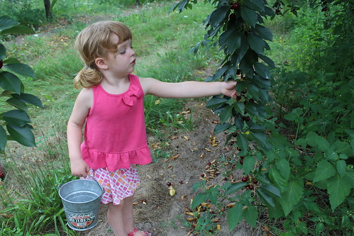 cherry picking :: coppertopkitchen.blogspot.com