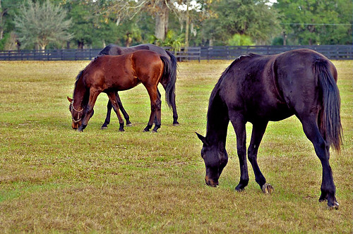 horses field grass florida pasture ocala