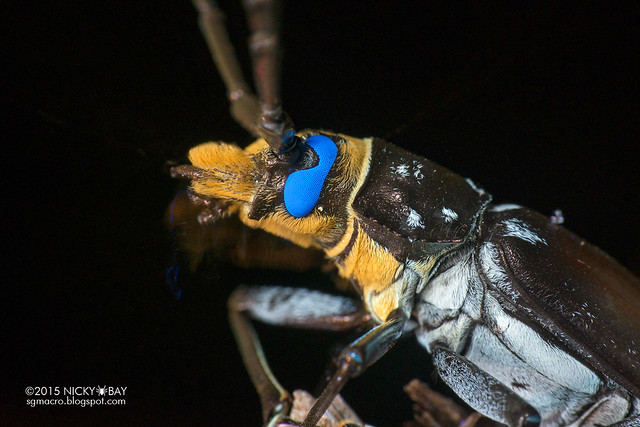 Longhorn beetle (Callipogon sp.) - DSC_7520