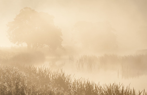 uk morning trees mist water fog sunrise river reeds dawn haze unitedkingdom alnwick northumberland alnwickcastle 2015 riveraln andygray andrewsgray