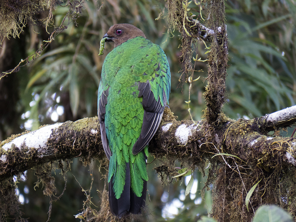 Female Crested Quetzal bringing catepillar to nest