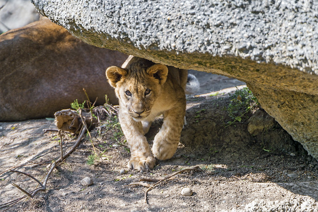 Lion cub under the stone