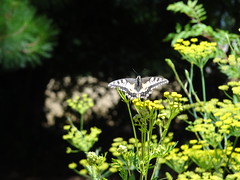 Potager Extraordinaire - La Mothe Achard - Photo of Sainte-Flaive-des-Loups