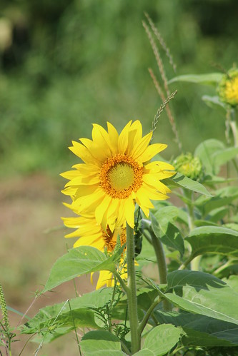 canada flower quebec québec sunflower qc montérégie monteregie