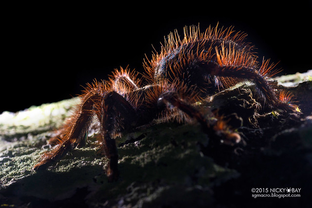 Tarantula (Theraphosidae) - DSC_2463