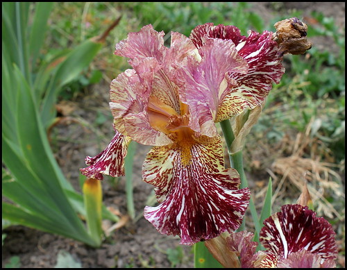 Iris Bewilder Beast (5)