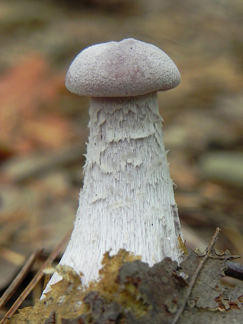 Mushroom at Anders RUn