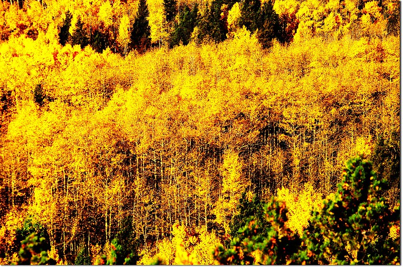 Fall colors by Peak to Peak HWY, Colorado  (2)