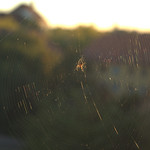 Spinne im Abendlicht