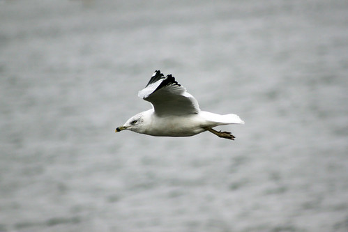 lake water flying wings seagull gull flight solo cantonillinois lakelandpark cantonparkdistrict
