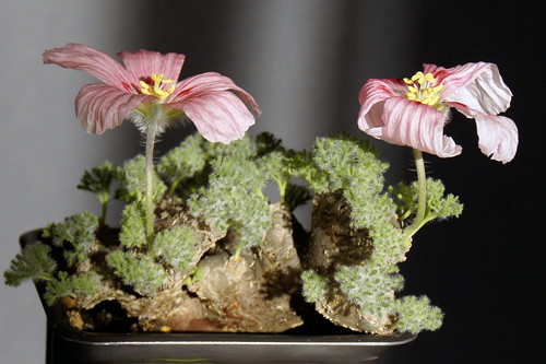 Monsonia multifida with pink flower