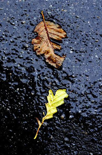 jude dillon wet leaves
