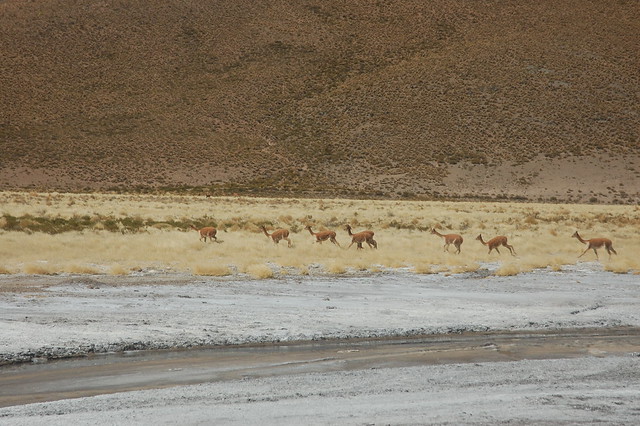 Altiplano Landscape, near Parque Nacional Isluga, Tarapacá, Chile