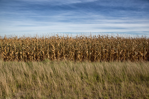 road ca ontario canada fall grass lines clouds corn cornfield parallel gravel elora cirrus centrewellington markheine