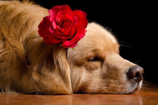 BZ Dogs: Flower Dog