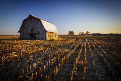 American Landscape, USA, Midwest, America, Mid-America, Notley, Notley Hawkins, 10thavenue http://www.notleyhawkins.com/, Missouri Photography, Notley Hawkins Photography, Rural Photography, Milo, Barn, Farm, Field, rural, River Bottoms, Boone County Missouri, Hartsburg Missouri, 2015, November, Fall, Harvest, farm field, serene, bucolic, landscape, building, architecture, sky