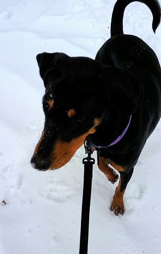 Doberman Puppy's First Snow - Lapdog Creations