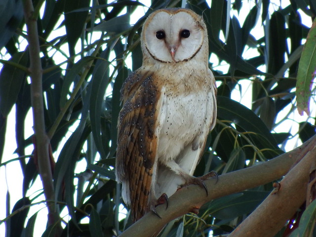 Coruja das torres / Barn Owl(Tyto alba)