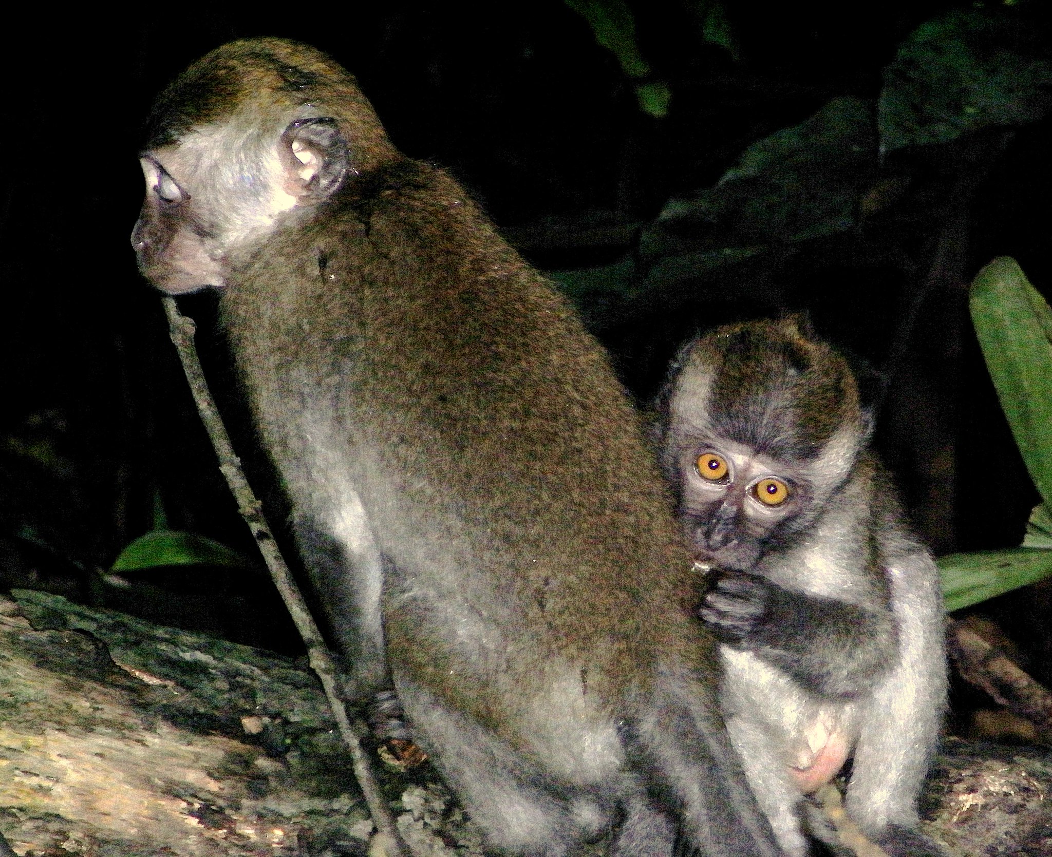 Monkey@Bukit Timah Nature Reserve