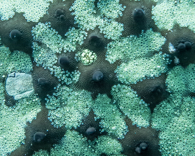 sea star closeup