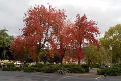 Foliage in Northern California