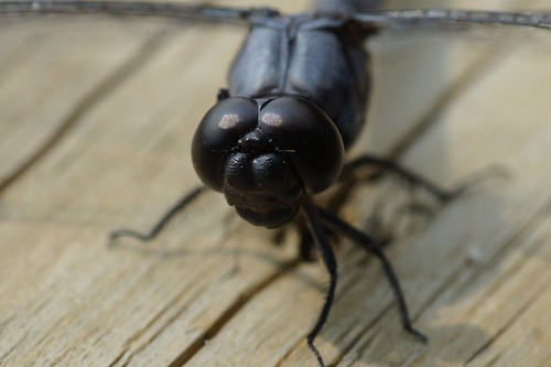 black macro dragonfly tan eyescloseup minolta100mmmacrolens