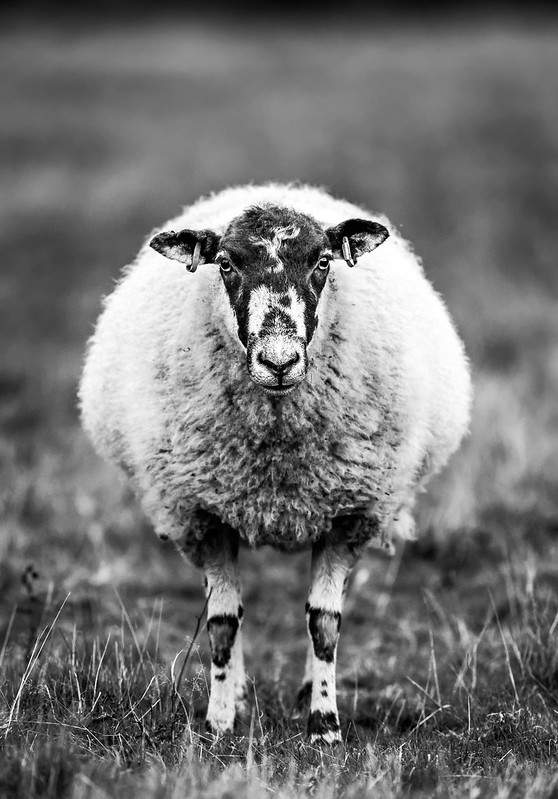 Sheep Stare