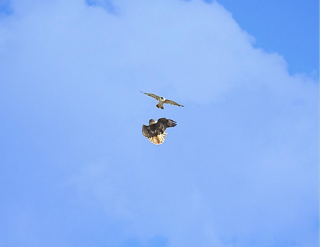 Dora the red-tail takes on a falcon