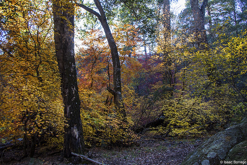 autumn trees arizona fall leaves forest canyon ashcreek galiuromountains canonrebelt4i