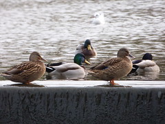 Elmdon Park - Elmdon Lake - waterfall - ducks