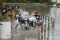 Concours international d-attelage PAU 2016 - Photo of Bougarber