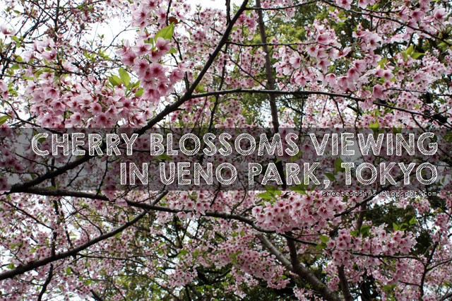 where to see cherry blossoms in tokyo copy