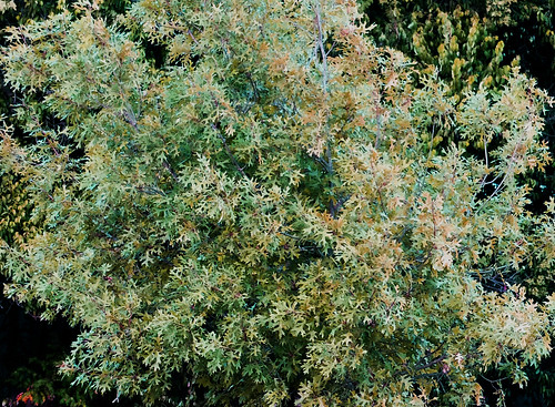leaf tree foliage green shadow light monochrome subtle avantgarde rogersadler roger sadler ©