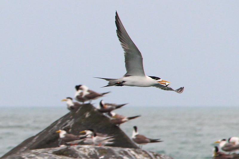 IMG_3232 鳳頭燕鷗 Greater Crested Tern